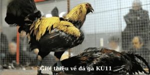 Đá gà Ku11 là một trò chơi đá gà hay và thú vị